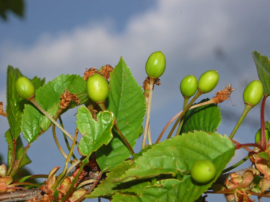 Prunus avium e Crataegus monogyna